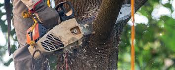 Best Arborist Consultation Services  in Wakefield, KS